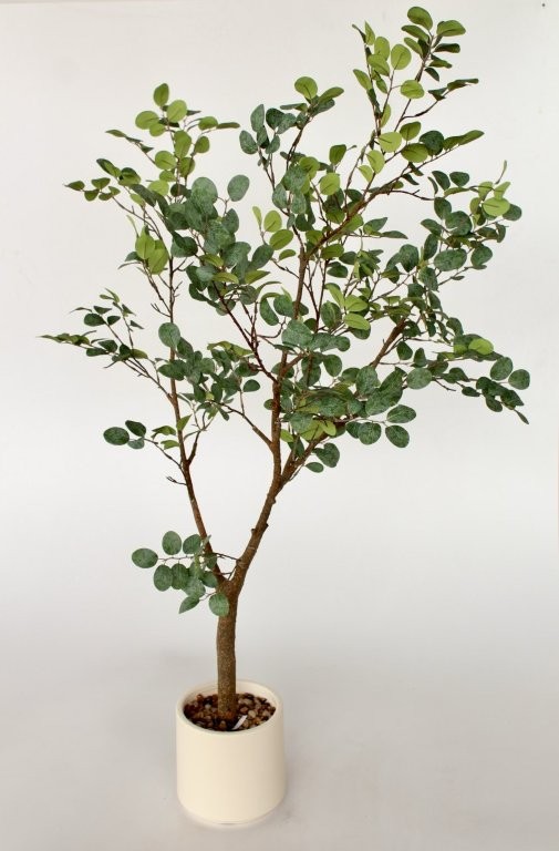Medium Green Leaf Tree